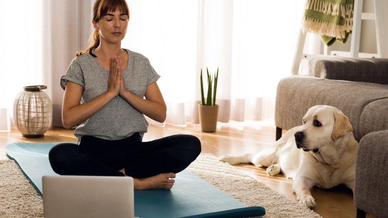 Mindfulness para mascotas: cultivando la calma y el bienestar animal